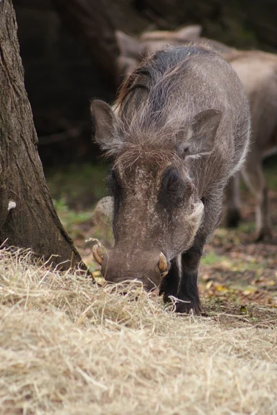 African Warthog - Phacochoerus africanus — Stock Photo, Image