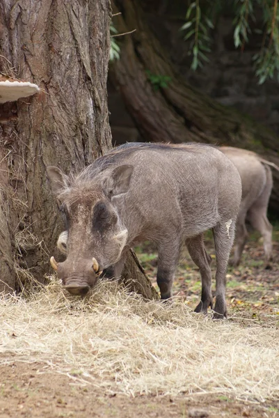 Warthog africano - Phacochoerus africanus —  Fotos de Stock