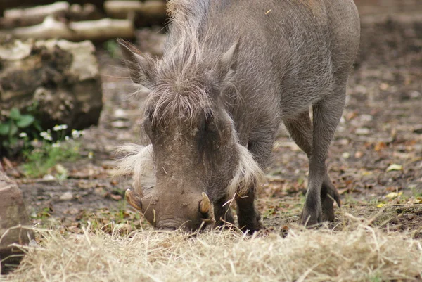 Warthog africano - Phacochoerus africanus — Foto de Stock