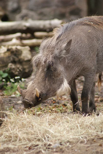 Warthog africano - Phacochoerus africanus — Fotografia de Stock
