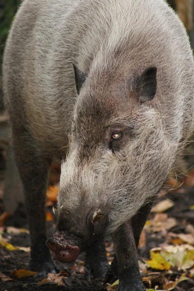 Sus barbatus - Baardzwijn — Stockfoto