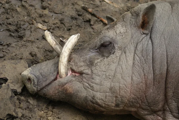 Buru Babirusa - Babyrousa babyrussa — Stock Photo, Image