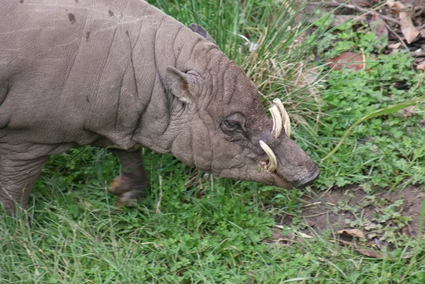 Noord sulawesi babirusa - babyrousa celebensis — Stockfoto