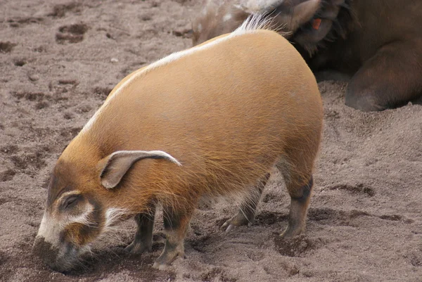 红河猪-potamochoerus porcus — 图库照片
