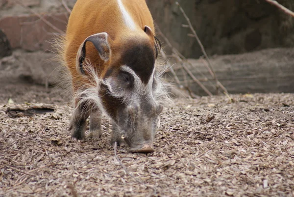 Red River Hog - Potamochoerus porcus — Fotografia de Stock