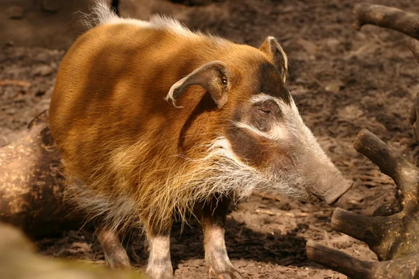 Penseelzwijn - potamochoerus porcus — Stockfoto