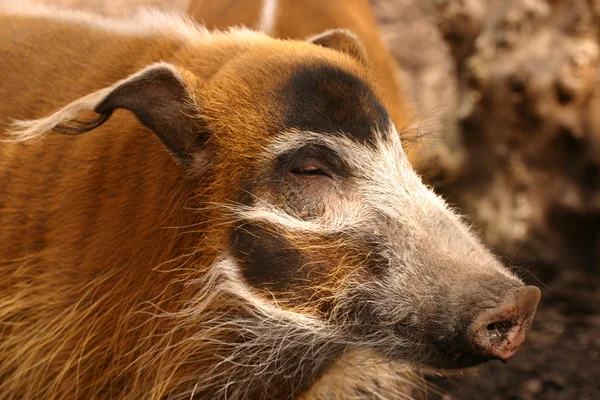 Red River Hog - Potamochoerus porcus — Fotografia de Stock