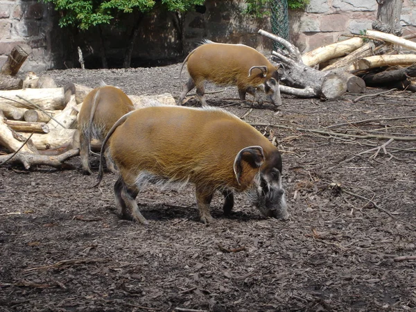 Porc de la rivière Rouge - Potamochoerus porcus — Photo