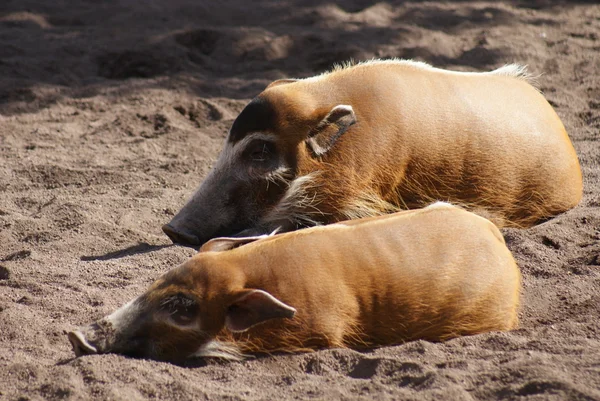 Roter Flussschwein - Potamochoerus porcus — Stockfoto
