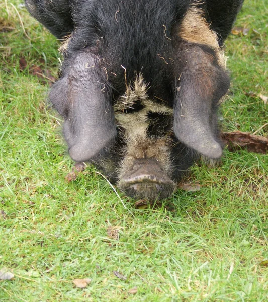 Kune kune grisen - sus scrofa domesttica — Stockfoto