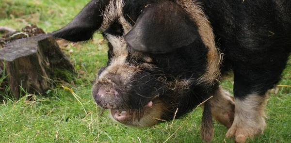 Kune kune cerdo - sus scrofa domesttica —  Fotos de Stock