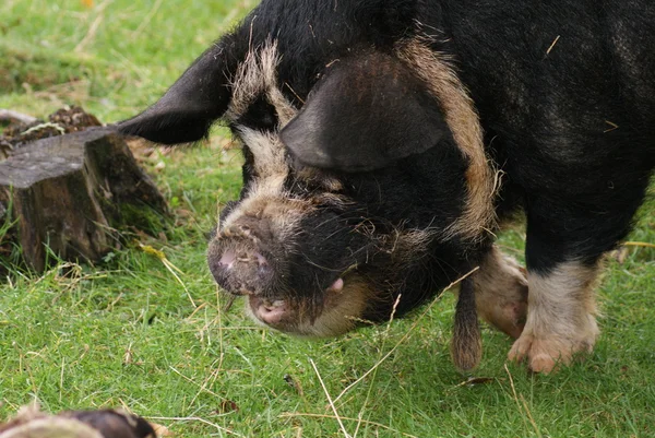 Kune kune cerdo - sus scrofa domesttica — Foto de Stock