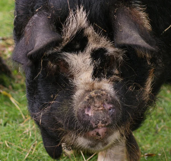 Kune kune cerdo - sus scrofa domesttica — Foto de Stock