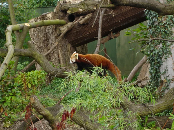 Panda Rossa - Ailurus fulgens — Foto Stock