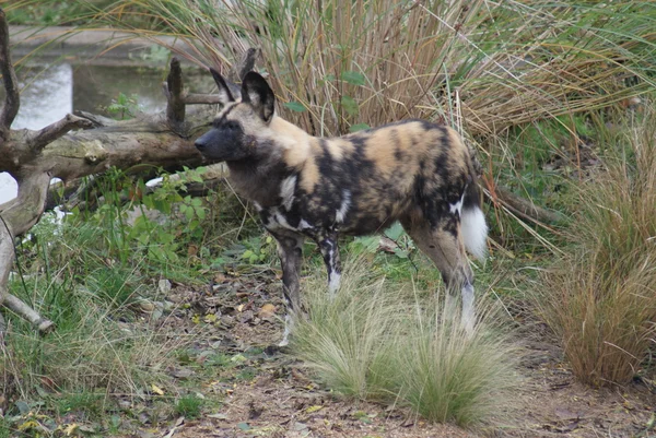 Cão de caça africano - Lycaon pictus — Fotografia de Stock