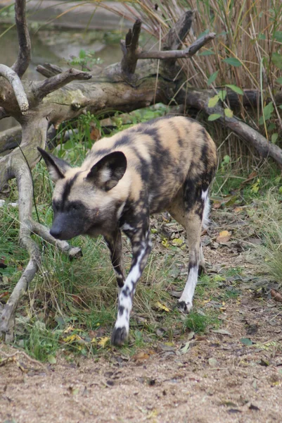 African Hunting Dog - Lycaon pictus — Stock Photo, Image