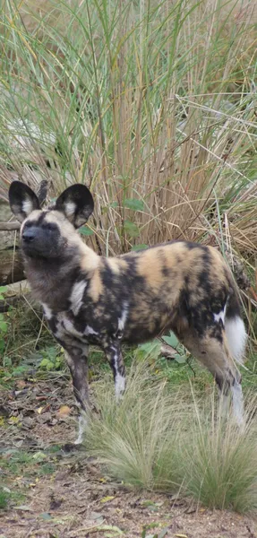 Cane da caccia africano - Lycaon pictus — Foto Stock