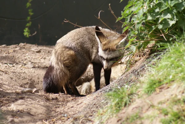 Fox uszami nietoperza - otocyon megalotis — Zdjęcie stockowe