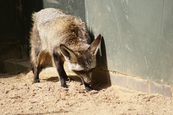 Bat-ear Fox - Otocyon megalotis — стоковое фото