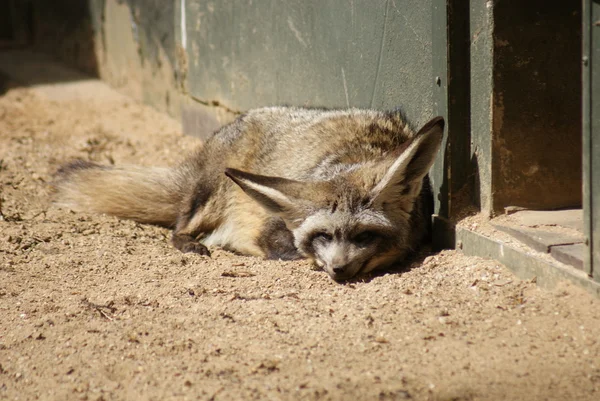 Renard à oreilles chauves-souris - Otocyon mégalotis — Photo