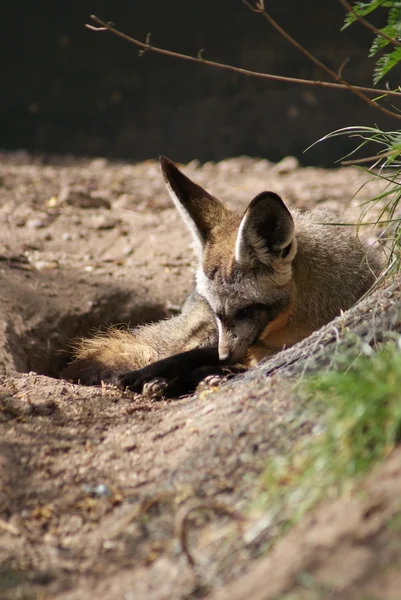 Fox uszami nietoperza - otocyon megalotis — Zdjęcie stockowe