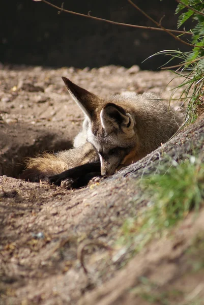 Volpe dalle orecchie di pipistrello - Otocyon megalotis — Foto Stock