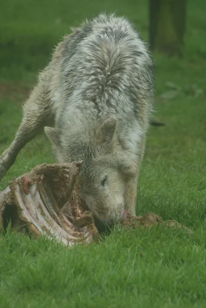 Kanadensiska timber wolf - canis lycaon — Stock fotografie