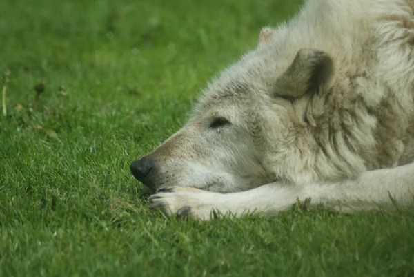 Kanadyjski timber wolf - canis Likaon — Zdjęcie stockowe