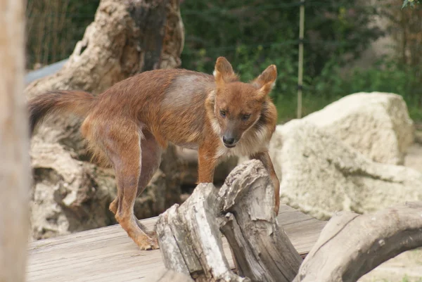 Dhole - Cuon alpinus lepturus — Φωτογραφία Αρχείου