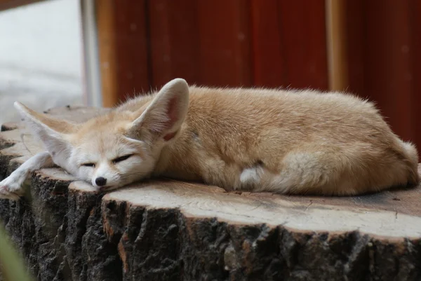 Fennec fox - Vulpes zerda — Stockfoto