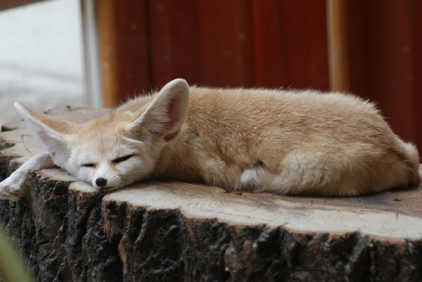 Zorro Fennec - vulpes zerda —  Fotos de Stock