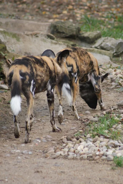 Afrických loveckých psů - Lykáón pictus — Stock fotografie