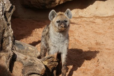 Benekli sırtlan - Crocuta crocuta