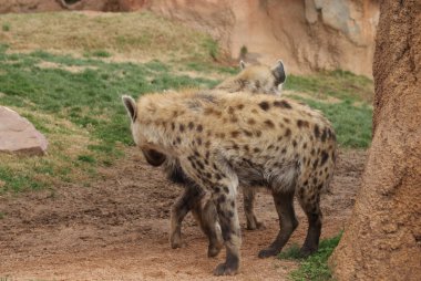 Benekli sırtlan - Crocuta crocuta