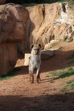 Benekli sırtlan - Crocuta crocuta