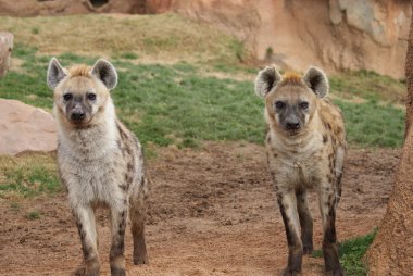 Benekli sırtlan - Crocuta crocuta