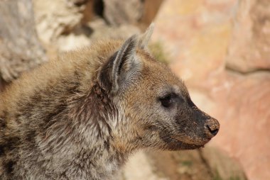 Benekli sırtlan - Crocuta crocuta