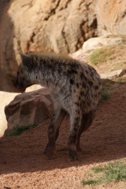 Benekli sırtlan - Crocuta crocuta