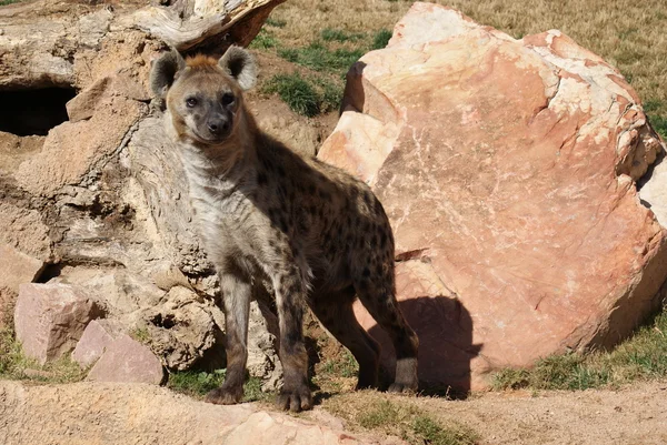 Skvrnitá hyena - Crocuta crocuta — Stock fotografie