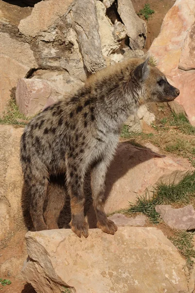 斑点鬣狗- Crocuta crocuta — 图库照片