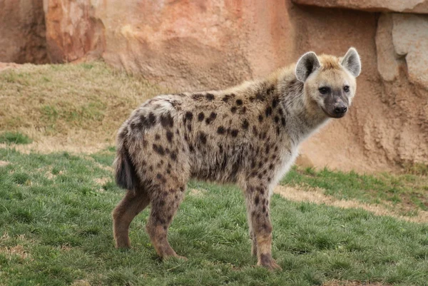 Fläckig hyena - Crocuta crocuta — Stockfoto