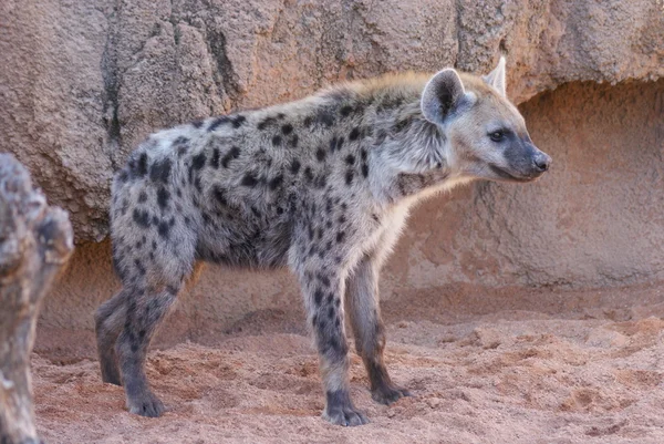 Fläckig hyena - Crocuta crocuta — Stockfoto