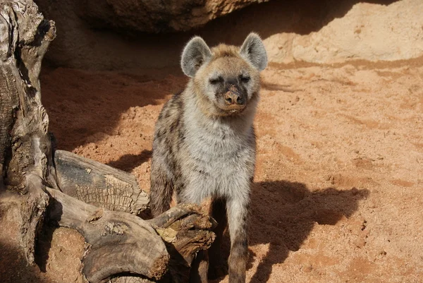 Fläckig hyena - Crocuta crocuta — Stockfoto