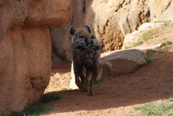 Fläckig hyena - Crocuta crocuta — Stockfoto