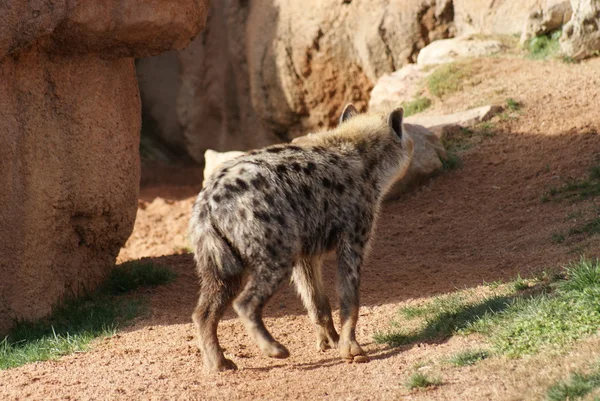 Spotted Hyena - Crocuta crocuta — Stock Photo, Image