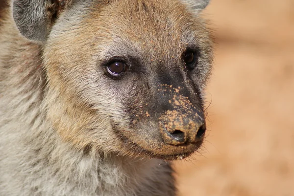 Gespot hyena - Crocuta crocuta — Stockfoto