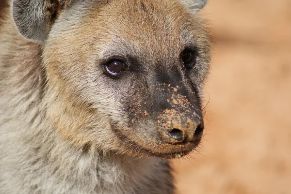 Skvrnitá hyena - Crocuta crocuta — Stock fotografie