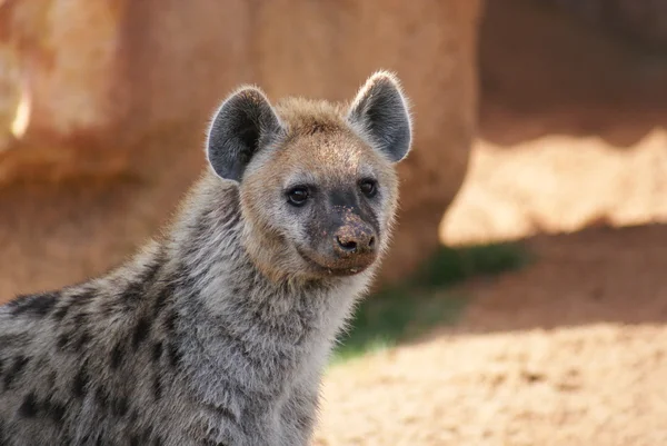 Skvrnitá hyena - Crocuta crocuta — Stock fotografie