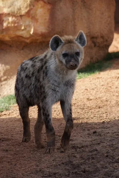 Hyène tachetée - Crocuta crocuta — Photo