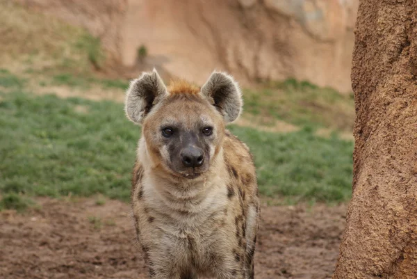 Gespot hyena - Crocuta crocuta — Stockfoto